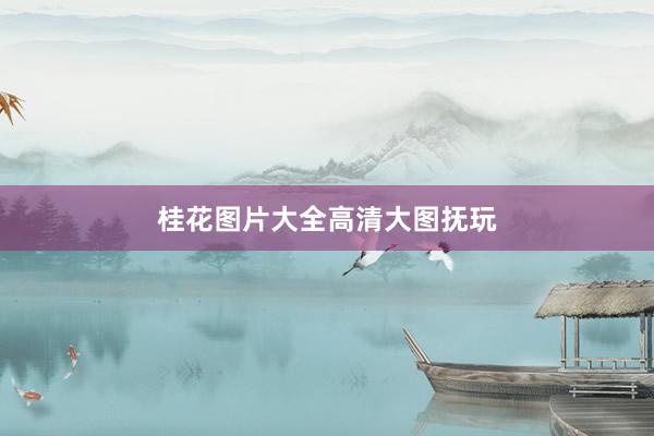桂花图片大全高清大图抚玩